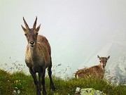 47 Stambecchi in nostra compagnia sulla vetta 